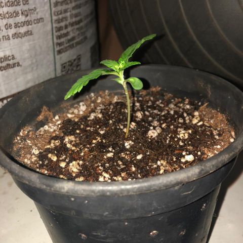 Balinha - Fêmea  growlog timeline photo