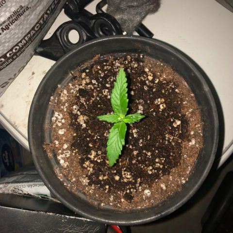 Balinha - Fêmea  growlog timeline photo