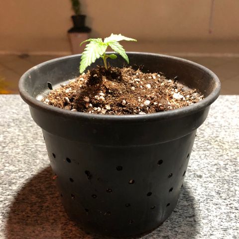 Balinha - Fêmea  growlog timeline photo