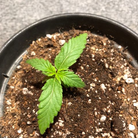 Balinha - Fêmea  growlog timeline photo