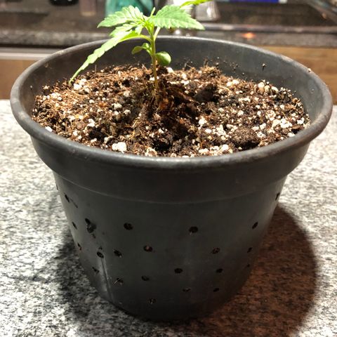 Balinha - Fêmea  growlog timeline photo