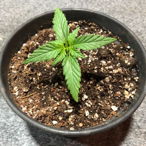 Balinha - Fêmea  growlog timeline photo