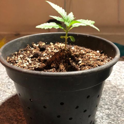 Balinha - Fêmea  growlog timeline photo