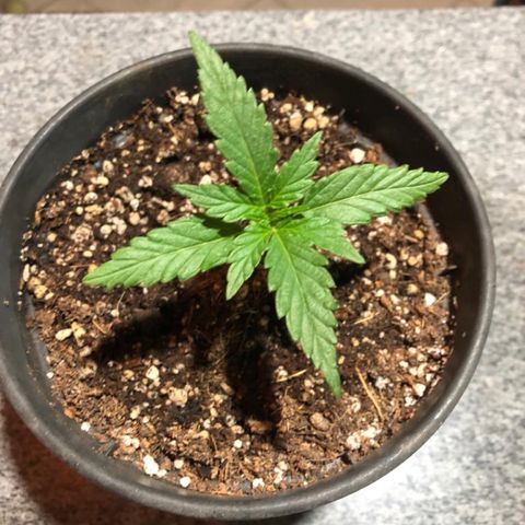 Balinha - Fêmea  growlog timeline photo