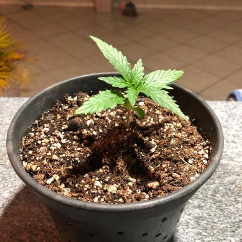 Balinha - Fêmea  growlog timeline photo