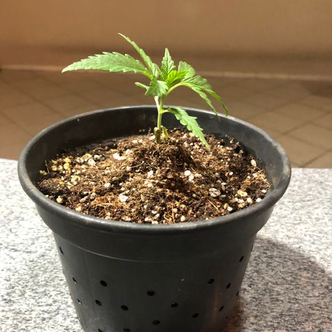 Balinha - Fêmea  growlog timeline photo