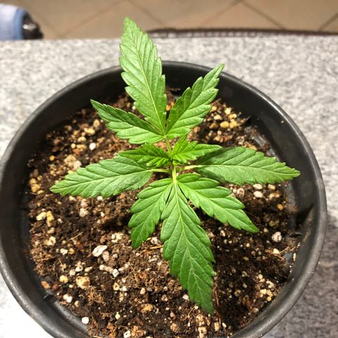 Balinha - Fêmea  growlog timeline photo