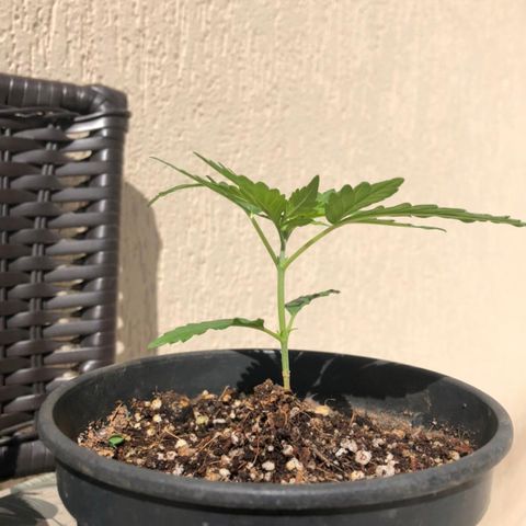 Balinha - Fêmea  growlog timeline photo