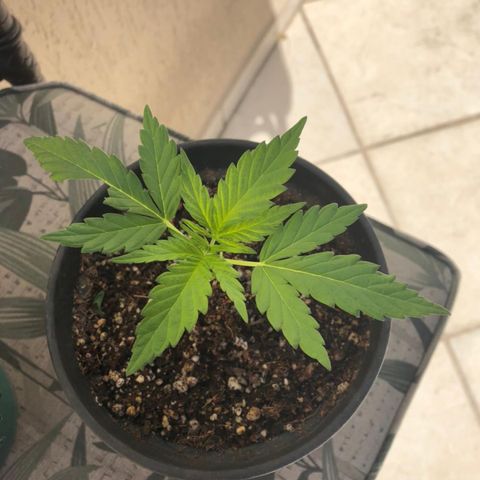 Balinha - Fêmea  growlog timeline photo