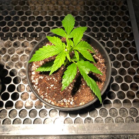 Balinha - Fêmea  growlog timeline photo
