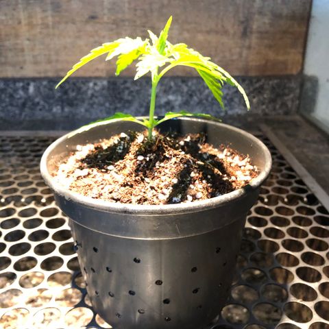 Balinha - Fêmea  growlog timeline photo