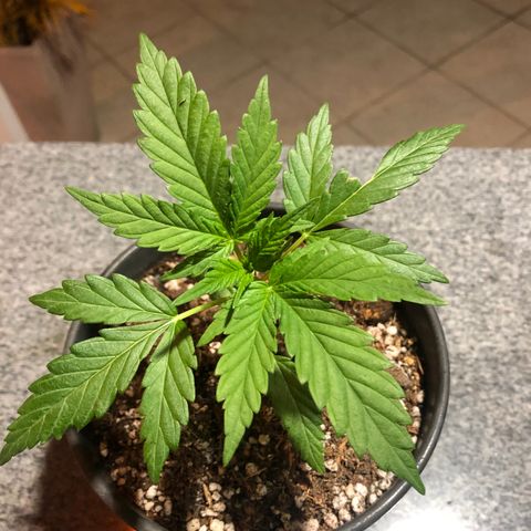 Balinha - Fêmea  growlog timeline photo
