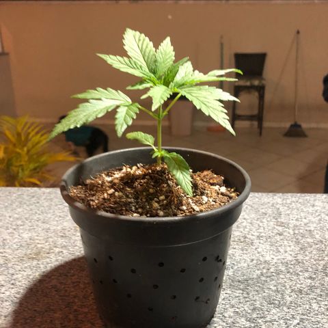 Balinha - Fêmea  growlog timeline photo