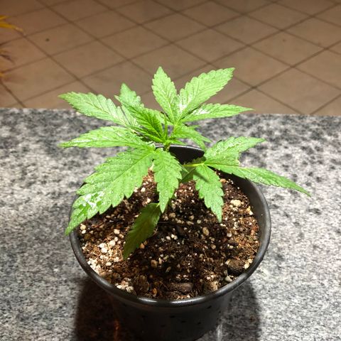 Balinha - Fêmea  growlog timeline photo
