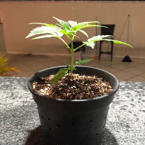 Balinha - Fêmea  growlog timeline photo