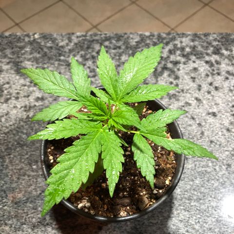 Balinha - Fêmea  growlog timeline photo