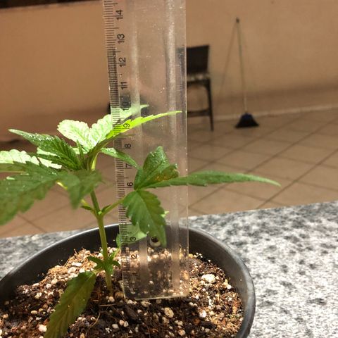 Balinha - Fêmea  growlog timeline photo
