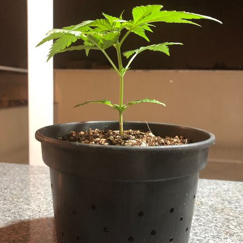 Balinha - Fêmea  growlog timeline photo