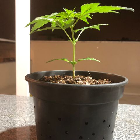 Balinha - Fêmea  growlog timeline photo