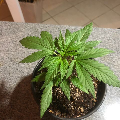 Balinha - Fêmea  growlog timeline photo