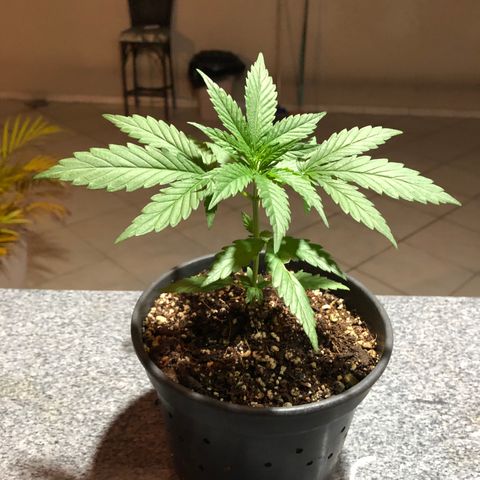 Balinha - Fêmea  growlog timeline photo