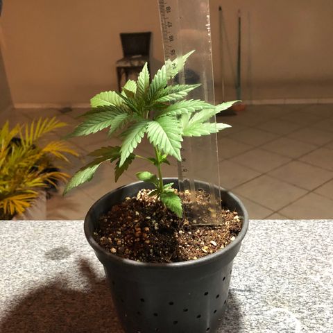 Balinha - Fêmea  growlog timeline photo