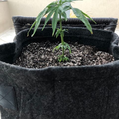 Balinha - Fêmea  growlog timeline photo
