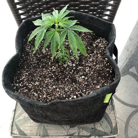 Balinha - Fêmea  growlog timeline photo