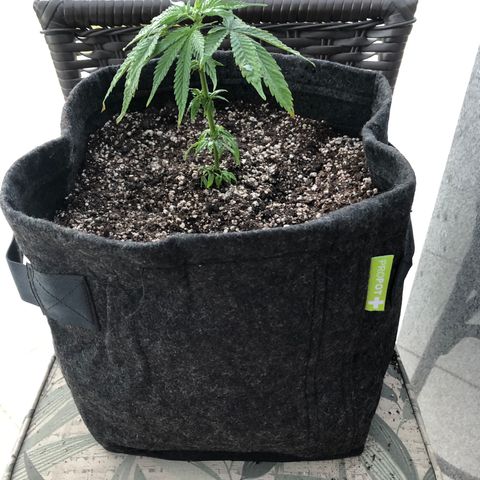 Balinha - Fêmea  growlog timeline photo
