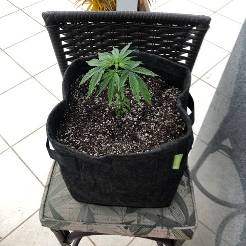 Balinha - Fêmea  growlog timeline photo