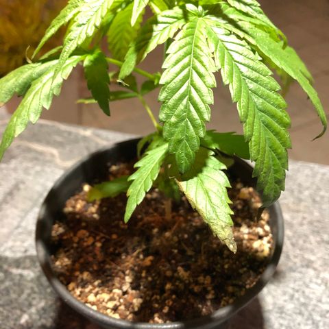 Balinha - Fêmea  growlog timeline photo
