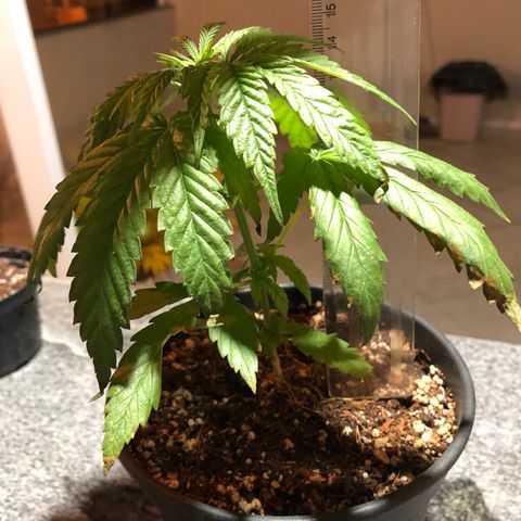 Balinha - Fêmea  growlog timeline photo