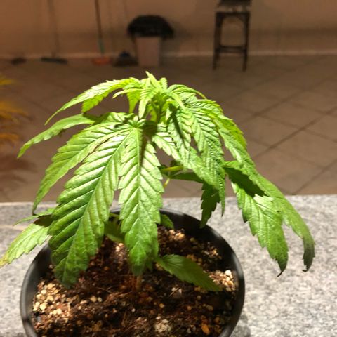 Balinha - Fêmea  growlog timeline photo