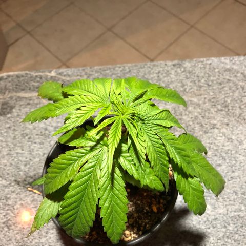 Balinha - Fêmea  growlog timeline photo
