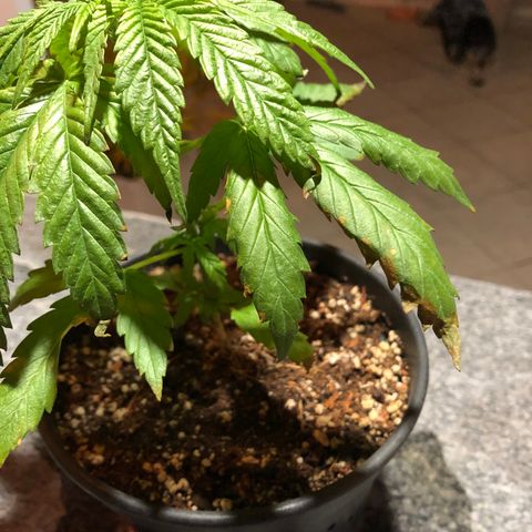 Balinha - Fêmea  growlog timeline photo