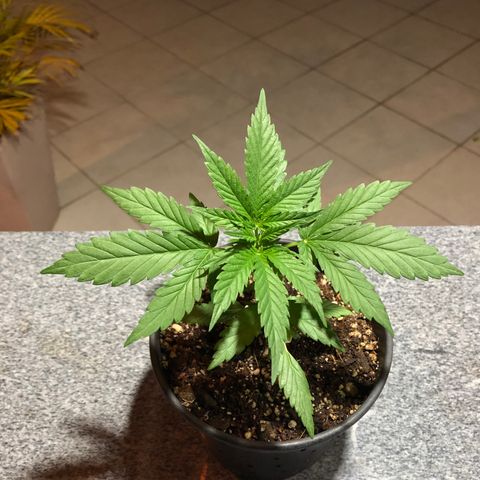Balinha - Fêmea  growlog timeline photo