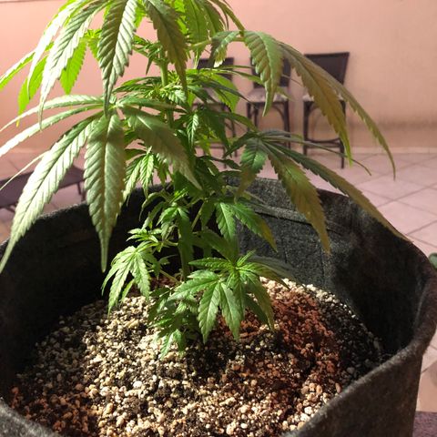 Balinha - Fêmea  growlog timeline photo