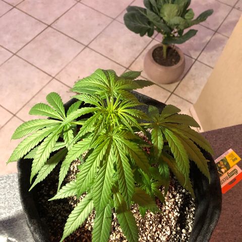 Balinha - Fêmea  growlog timeline photo