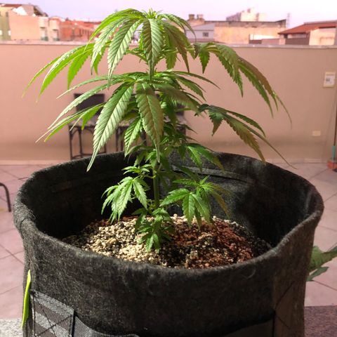 Balinha - Fêmea  growlog timeline photo