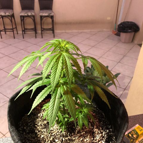 Balinha - Fêmea  growlog timeline photo