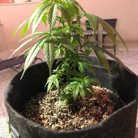 Balinha - Fêmea  growlog timeline photo