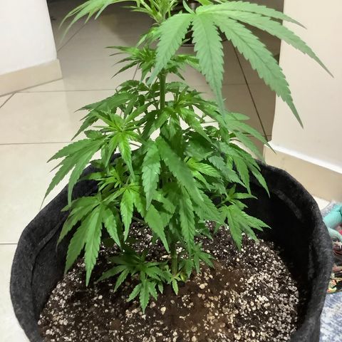 Balinha - Fêmea  growlog timeline photo