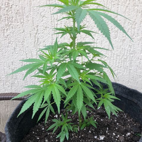 Balinha - Fêmea  growlog photo: Adicionado fertilizante, dolomita e terra preparada com borra de café, leite em pó e casca d ovo, adicionado um pouquinho de chá de banana