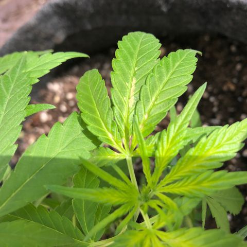 Balinha - Fêmea  growlog photo: Hoje apresentou algumas folhas murchas, dois Ramos com manchas no meio das folhas e um galho erguido.
Pode ser devido ao fertilizante ou devido ao stress da poda dos clones.