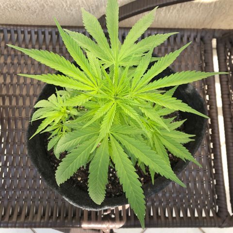 Balinha - Fêmea  growlog photo: Hoje apresentou algumas folhas murchas, dois Ramos com manchas no meio das folhas e um galho erguido.
Pode ser devido ao fertilizante ou devido ao stress da poda dos clones.