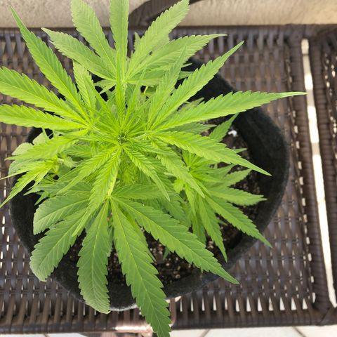 Balinha - Fêmea  growlog photo: Hoje apresentou algumas folhas murchas, dois Ramos com manchas no meio das folhas e um galho erguido.
Pode ser devido ao fertilizante ou devido ao stress da poda dos clones.