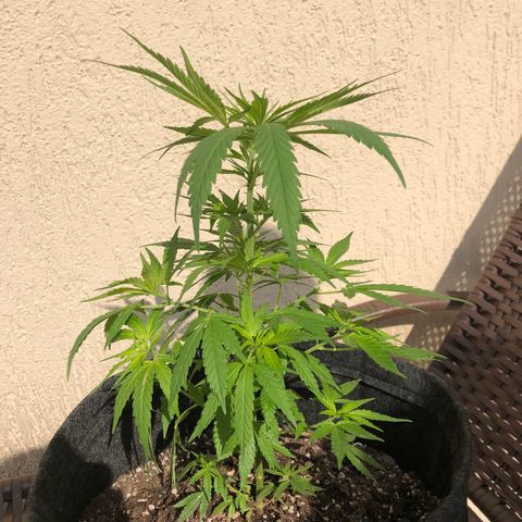 Balinha - Fêmea  growlog photo: Hoje apresentou algumas folhas murchas, dois Ramos com manchas no meio das folhas e um galho erguido.
Pode ser devido ao fertilizante ou devido ao stress da poda dos clones.