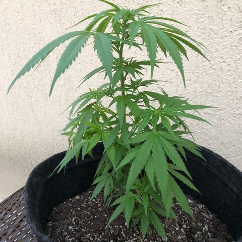 Balinha - Fêmea  growlog photo: Um lado da planta está apresentando folhas manchadas, o restante está bem saudável, melhorou o aspecto que estava ontem ( folhas murchas e galho erguido).