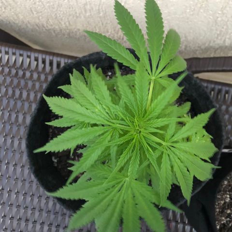 Balinha - Fêmea  growlog photo: Um lado da planta está apresentando folhas manchadas, o restante está bem saudável, melhorou o aspecto que estava ontem ( folhas murchas e galho erguido).