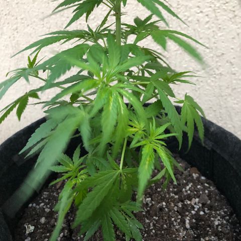 Balinha - Fêmea  growlog photo: Um lado da planta está apresentando folhas manchadas, o restante está bem saudável, melhorou o aspecto que estava ontem ( folhas murchas e galho erguido).